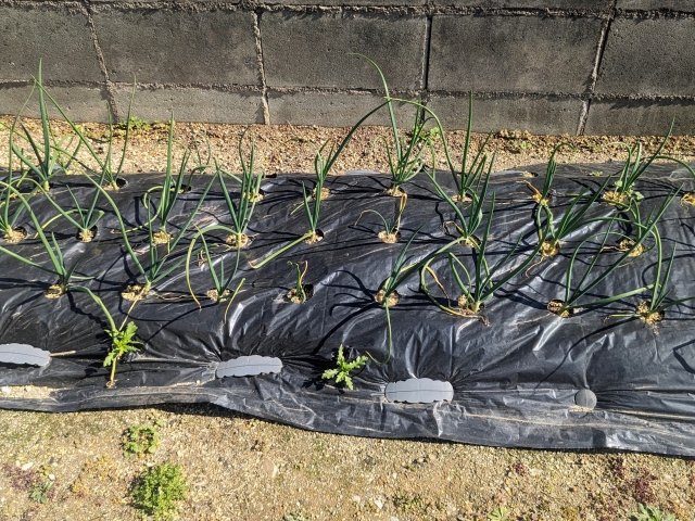 玉ねぎが大きくならない