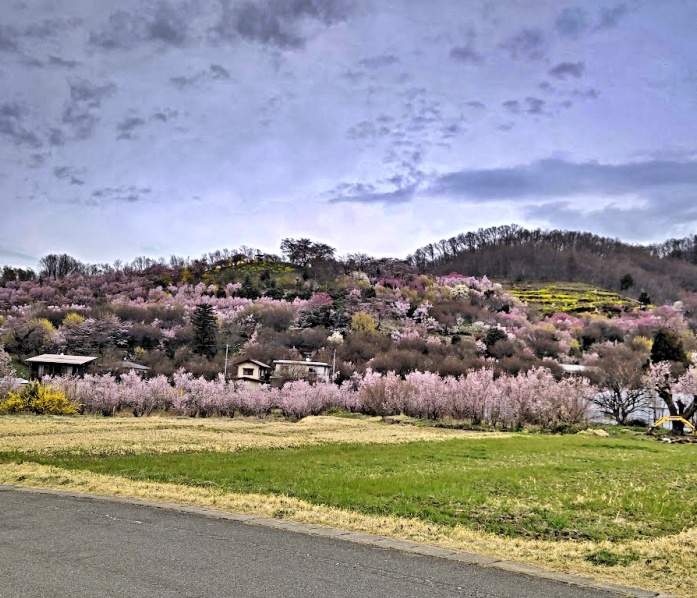 遠くに花見山公園