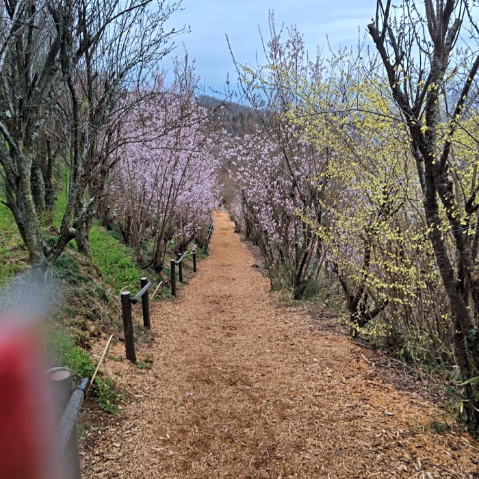 花見山公園